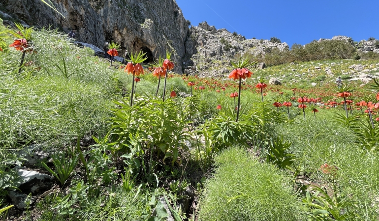 Dersim’de koruma altındaki endemik bitki türü ters laleler bilinçsiz ziyaretçiler nedeniyle tehlikede