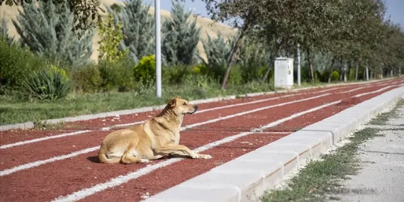 Ankara’da NATO zirvesi öncesi sokak köpekleri toplatılacak