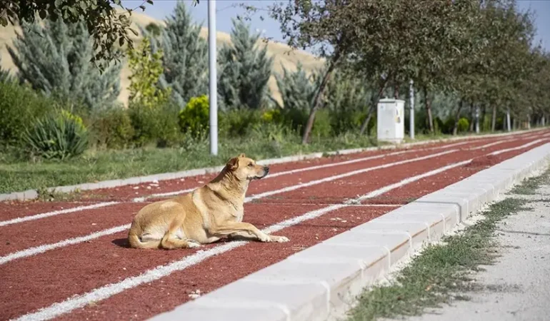 Ankara’da NATO zirvesi öncesi sokak köpekleri toplatılacak