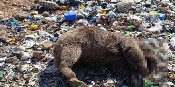 Kiğı’da 3 bozayı çöplükte silahla öldürüldü: Soruşturma başlatıldı